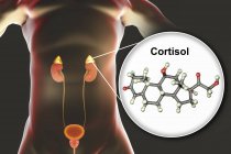 Modelo molecular de hormona cortisol e ilustración digital de la glándula suprarrenal . - foto de stock