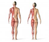 Músculos y sistemas esqueléticos masculinos y femeninos en visión trasera . - foto de stock