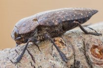 Крупный план бурого жука, сидящего на ветке . — стоковое фото