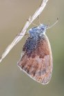 Close-up of small heat butterfly hanging on dried stem. — Stock Photo