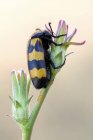 Primer plano del escarabajo ampollas de rayas amarillas en plantas silvestres . - foto de stock