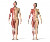 Male and female muscles and skeletal systems in front view. — Stock Photo