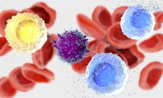 3D ілюстрація білих кров'яних тілець лейкоцитів секретуючи антитіла в організмі людини. — стокове фото