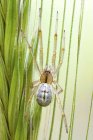 Toile de feuille araignée assise sur la tête de graine d'herbe . — Photo de stock