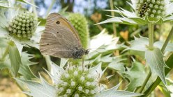 Primer plano del néctar de recolección de mariposas calientes en plantas silvestres . - foto de stock