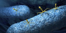 Bacteriophages infecting bacteria, digital illustration. — Stock Photo