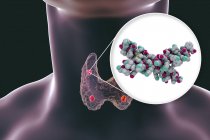 Illustrazione delle ghiandole paratiroidi rosse accentuate dietro ghiandola tiroidea e molecole dell'ormone paratiroideo . — Foto stock
