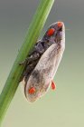 Froschtrichter und parasitäre rote Milbennymphen am Pflanzenstamm. — Stockfoto