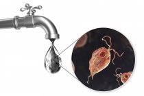 Концептуальна цифрова ілюстрація, що показує паразитів п'ятирічних гомінідів у краплі води з брудного крана . — стокове фото