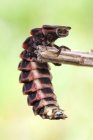 Крупним планом звичайний блискучий черв'як, що висить на гілці . — стокове фото