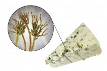 Рокфор сыр и цифровая иллюстрация гриба Penicillium roqueforti . — стоковое фото