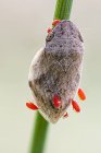 Trémie de grenouille et peu de nymphes parasites d'acariens rouges sur la plante . — Photo de stock