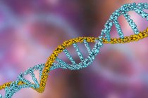 Molécule double hélice d'ADN coloré, illustration numérique
. — Photo de stock
