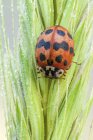 Close-up of harlequin ladybird sitting on grass spike. — Stock Photo