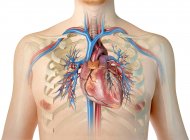 Silueta humana mostrando corazón con vasos sanguíneos y árbol bronquial sobre fondo blanco
. - foto de stock