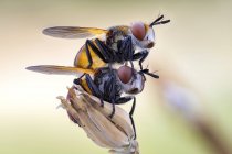 Mating gymnosoma flies mating on wild plant. — Stock Photo