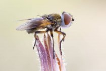 Primer plano de la mosca taquínida posada sobre una planta silvestre . - foto de stock