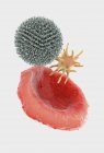 Ilustración 3d de eritrocitos de glóbulos rojos, leucocitos de glóbulos blancos y trombocitos de plaquetas . - foto de stock