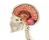 Crâne humain section sagittale moyenne avec cerveau sur fond blanc . — Photo de stock