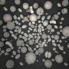 Illustration 3D de la variété de différents grains de pollen
. — Photo de stock