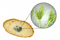 Mouldy bread and illustration of microscopic fungi Penicillium causing food spoilage and producing antibiotic penicillin. — Stock Photo