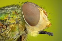 Porträt eines bunten Fliegenkopfes mit Augen, detailliert. — Stockfoto