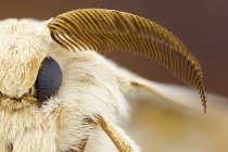 Seidenspinner (Bombyx mori) Kopf und Antenne. — Stockfoto