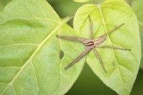 Close-up of nursery web spider in hunting position on leaves. — Stock Photo