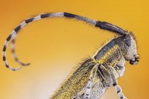 Крупный план золотистого цветущего длиннорогого жука с длинными антеннами . — стоковое фото