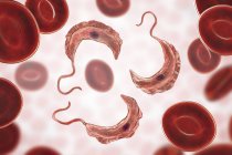 Illustration numérique des parasites protozoaires du trypanosome dans le sang causant la maladie du sommeil transmise par le sang
. — Photo de stock