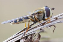 Insecto mosca voladora encaramado en flor silvestre seca . - foto de stock