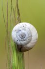 Ground snail sticking on green wild plant. — Stock Photo