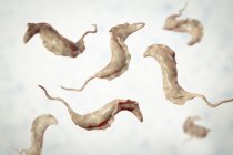 Ilustración digital de parásitos del tripanosoma causantes de la enfermedad de Chagas . - foto de stock