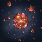 Ембріонів людини клітини, наукова медична ілюстрація. — стокове фото