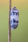 Campopleginae pupa covered by dew drops on stem. — Stock Photo