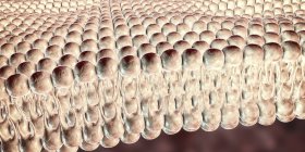 Цифровая иллюстрация структуры двуслойного слоя с фосфолипидными плазменными мембранами, окружающими клетки
. — стоковое фото