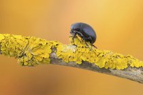 Black leaf beetle on piece of lichen-covered branch. — Stock Photo