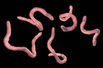 Illustration numérique des ankylostomes parasites Ancylostoma duodenale sur fond noir
. — Photo de stock