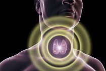 Digitale Illustration akzentuierter roter Nebenschilddrüsen hinter der Schilddrüse in der menschlichen Silhouette. — Stockfoto