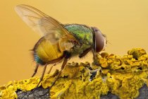 Разноцветная муха сидит на ветке, покрытой желтыми лишайниками . — стоковое фото
