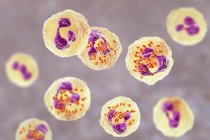 Digitale Illustration von Neisseria gonorrhoeae Bakterien in neutrophilen weißen Blutkörperchen. — Stockfoto
