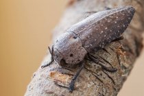 Wood boaring beetle sitting on plant branch. — Stock Photo