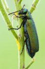 Крупный план испанской мухи, сидящей на свежем диком растении . — стоковое фото