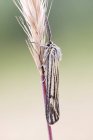 Close-up of grass moth sitting on grass spike. — Stock Photo