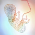 3d illustration of unborn foetus in low polygon style consisting of lines and strokes on colored background. — Stock Photo