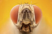 Fly portrait with red compound eyes. — Stock Photo