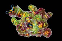 Амеба-паразит, поглощающая красные кровяные тельца, иллюстрация в цитометрии потока изображения
. — стоковое фото