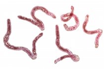 Illustrazione digitale di anchilostomi parassiti Ancylostoma duodenale su sfondo bianco . — Foto stock