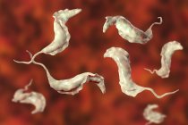 Цифровая иллюстрация трипаносомных паразитов, вызывающих болезнь Шагаса . — стоковое фото