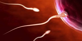 3d иллюстрация красных прозрачных сперматозоидов, плавающих к яйцеклетке
. — стоковое фото
